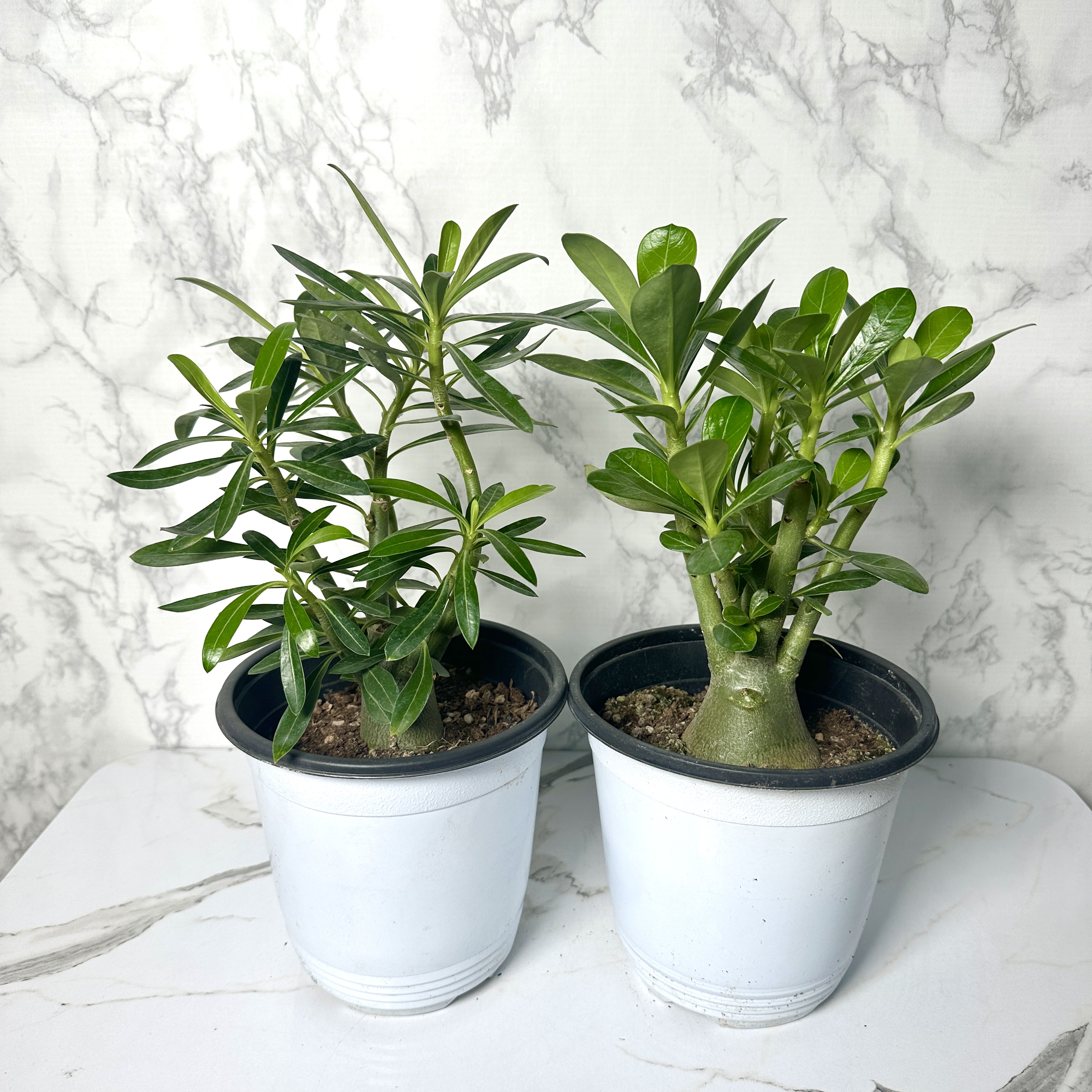 사막의장미 석화 키우기&amp;#44; 물주기&amp;#44; 인테리어식물