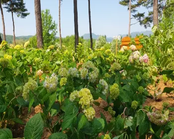 자라섬 꽃축제_26