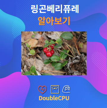 링곤베리퓨레 알아보기