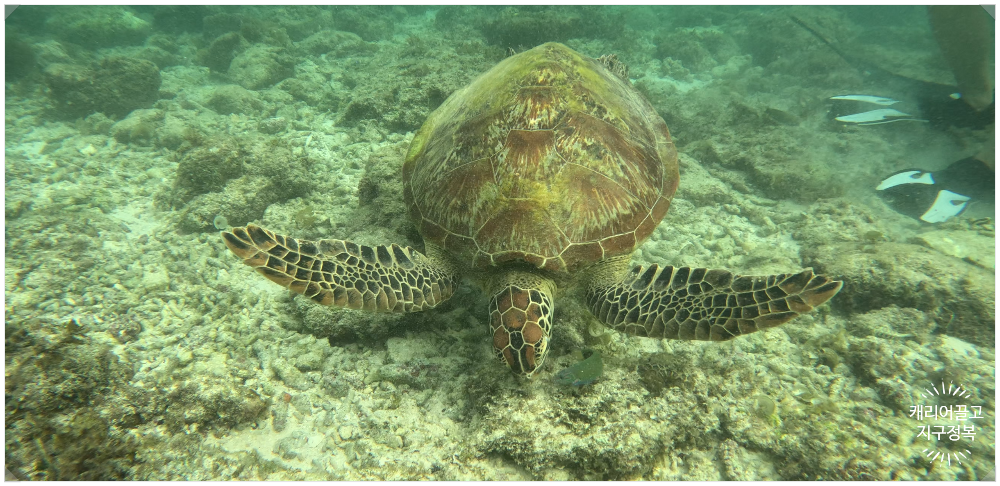 세부 거북이