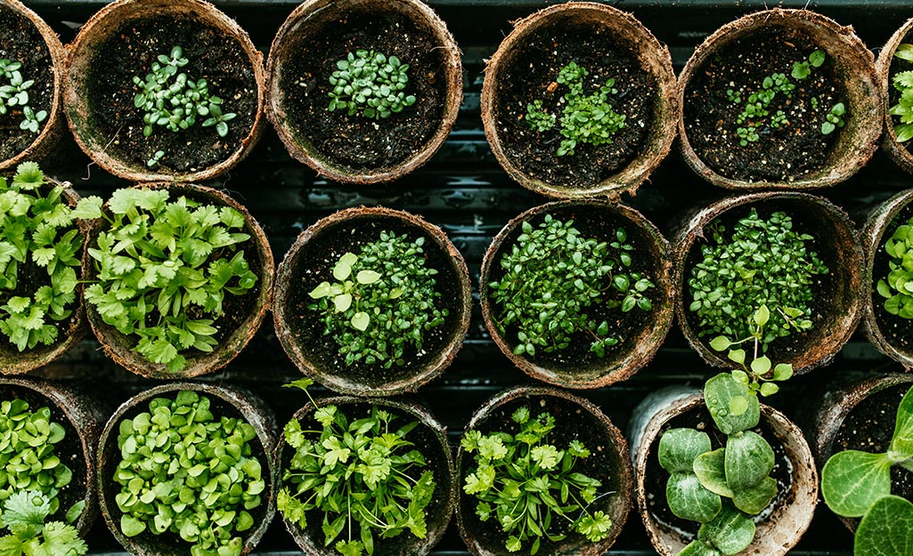 유기농 원예: 화학 물질 없이 식물을 키우는 방법