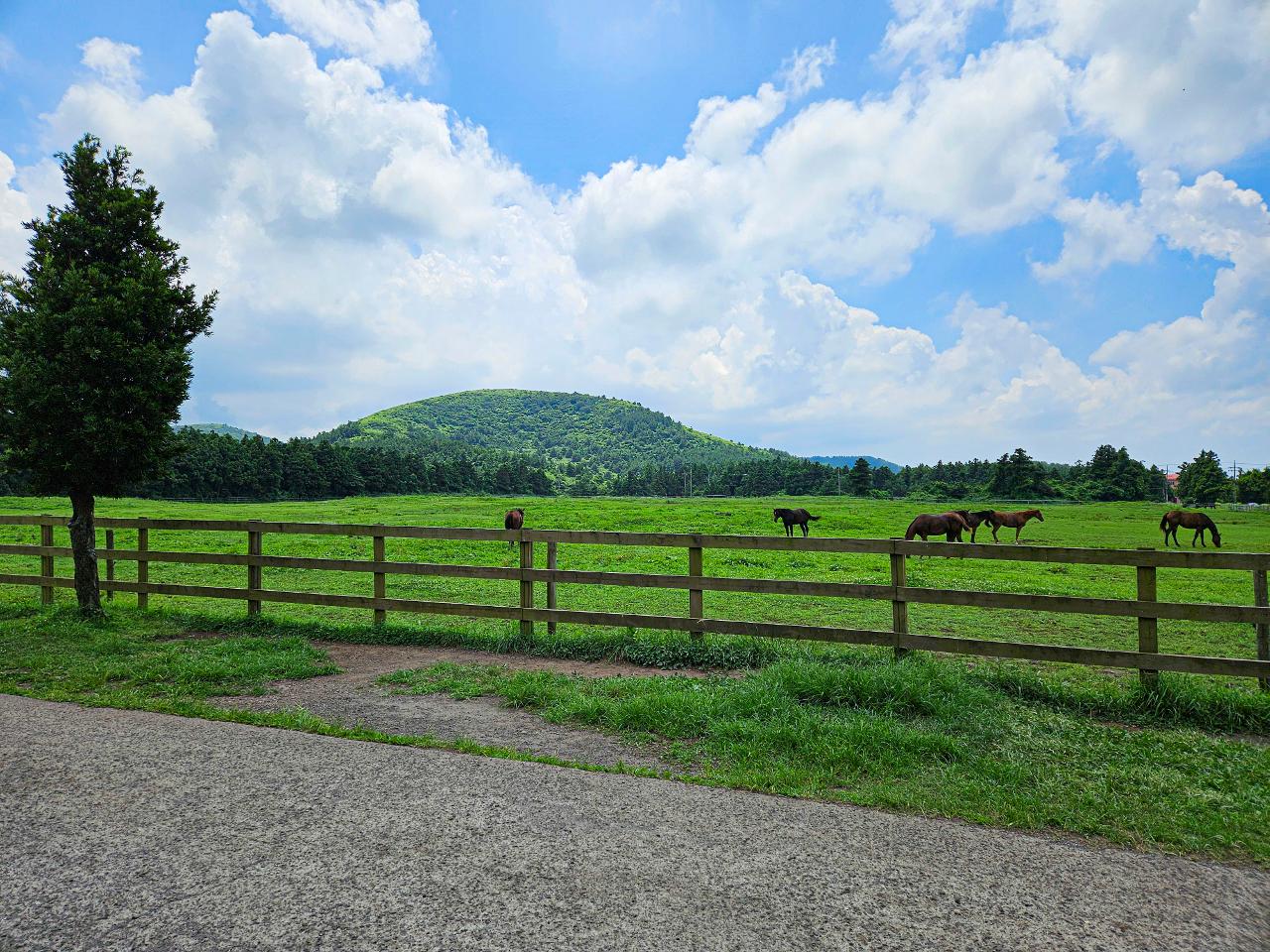 제주 성이시돌목장 순례자의 길과 원뿔형 성당, 조용한 초원 명소