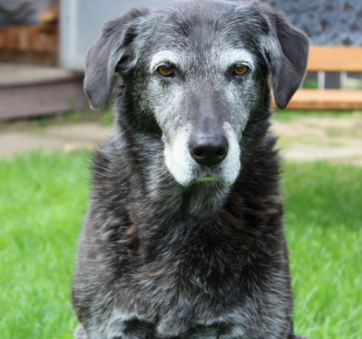 강아지 치매 증상 보호자가 알아야 할 관리법 총정리
