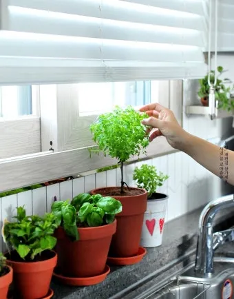 주방 허브 키우기 물주기 수확관리 세척보관 어르신도 간단 실천_12