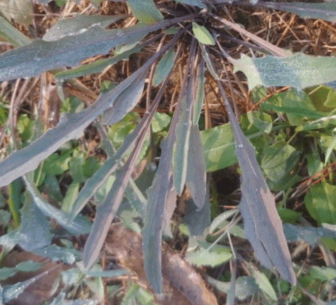 고들빼기 씀바귀 효능 종류 차이점