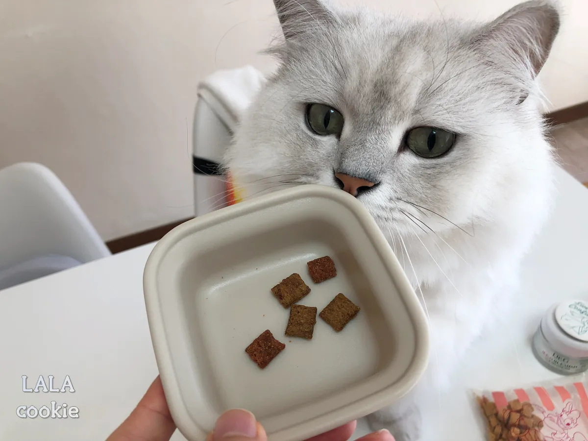 고양이-간식-추천-스낵-템테이션-알맹이-네모난-모양