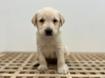 래브라도 리트리버 분양 가격 성격 장단점_20