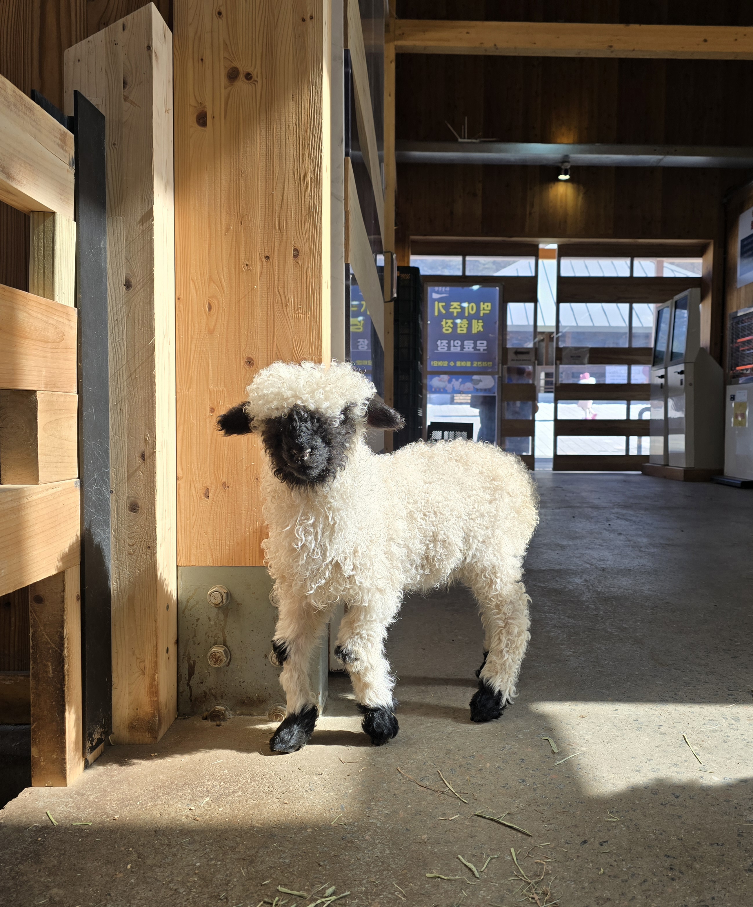 대관령 하늘목장 평창가볼만한곳 횡계가볼만한곳 .체험비.입장료 먹이주기체험장 귀여운양
