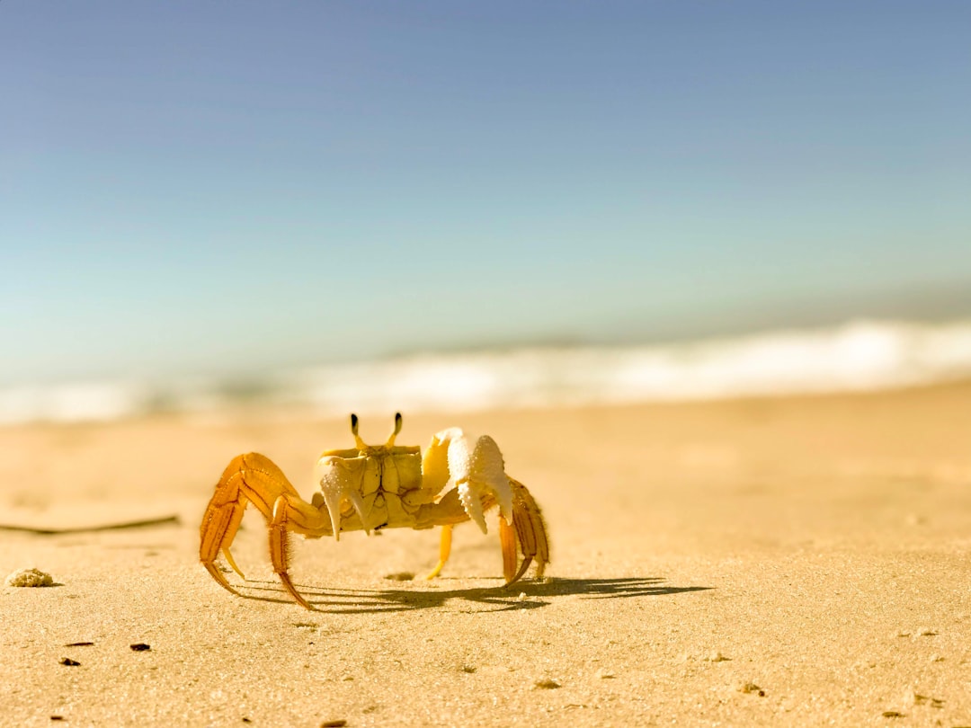 crab