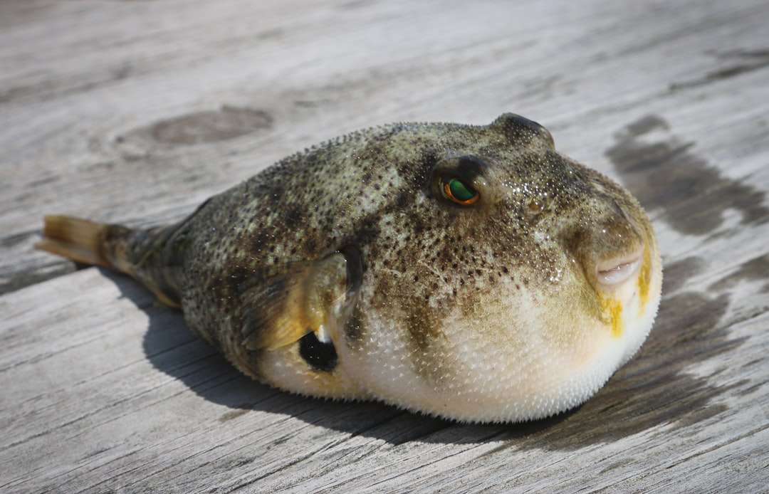 Puffer.