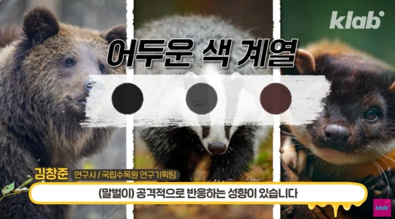 곰, 담비, 오소리
어두운 계열 (말벌이) 공격적으로 반응하는 성향이 있습니다.