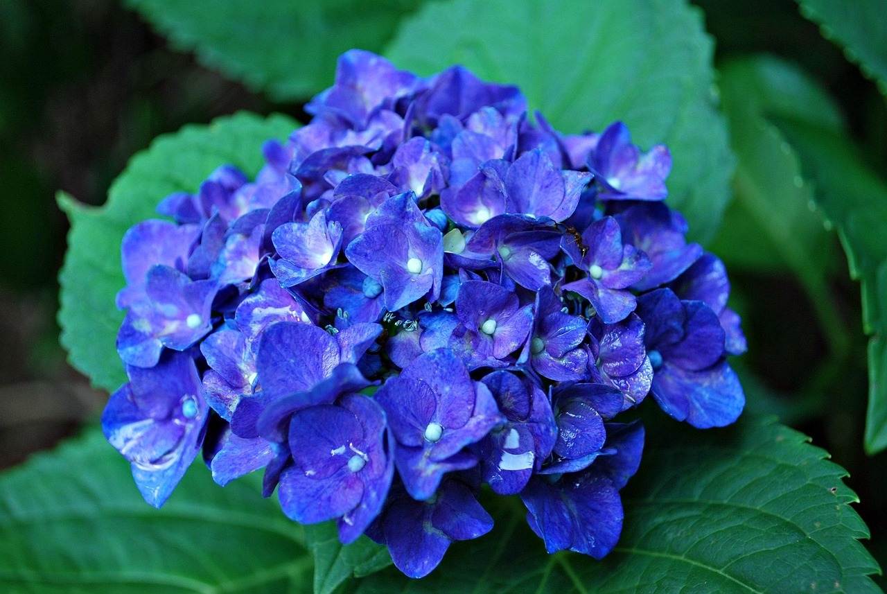 포항 해도근린공원 수국 개화 정보