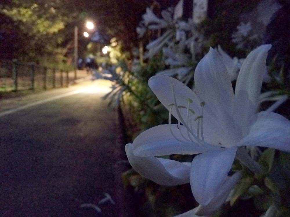 한화건설 포레나도서관 걷기기부챌린지