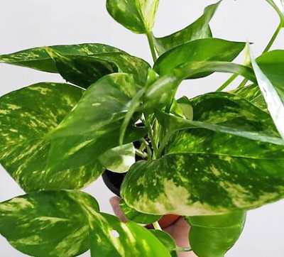 스킨답서스 종류 골드 마블 스킨답서스