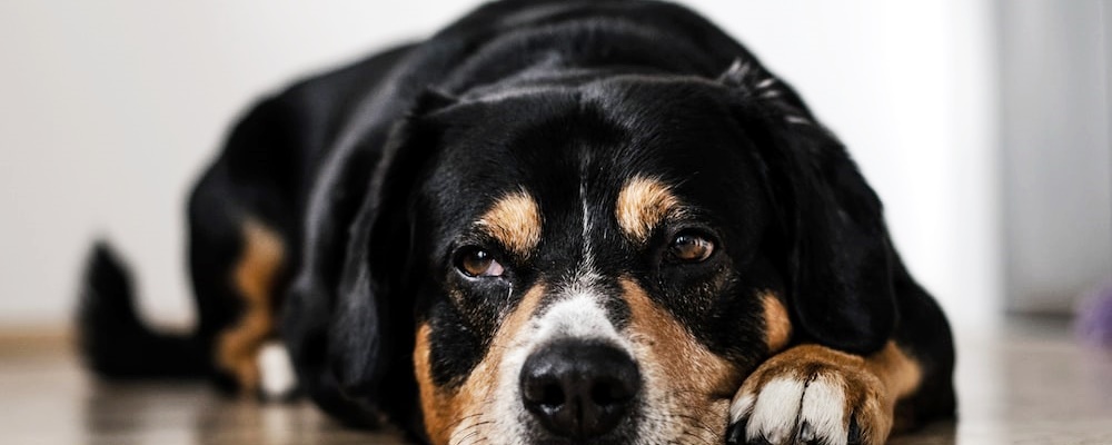 강아지 혼내는 방법