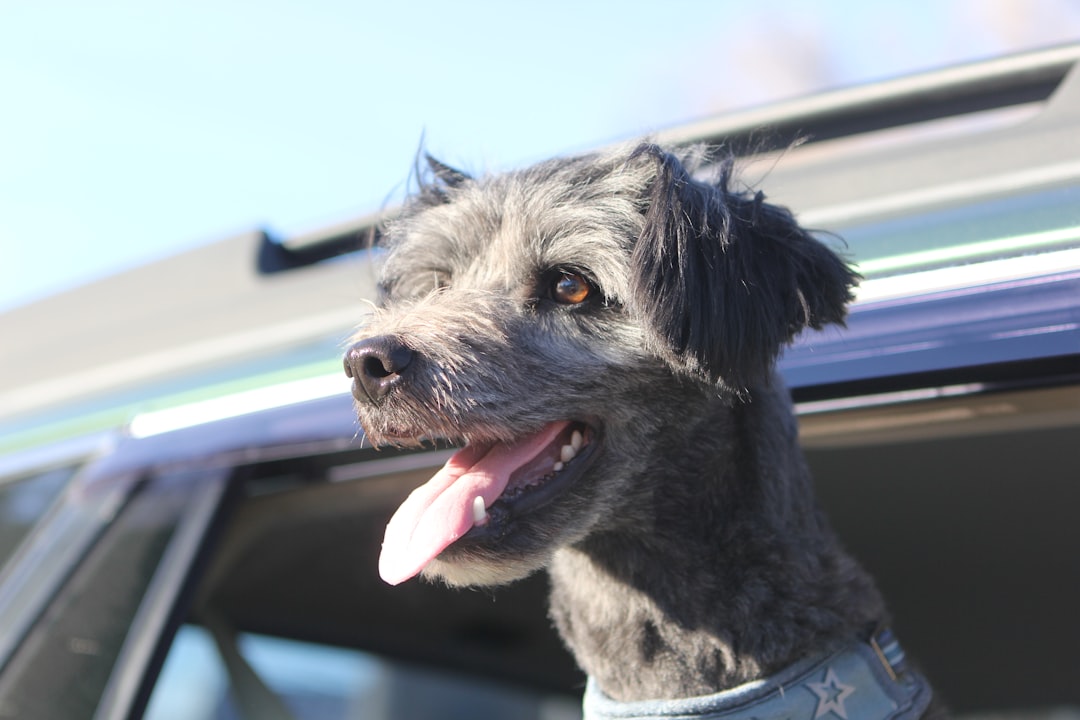 Copilot