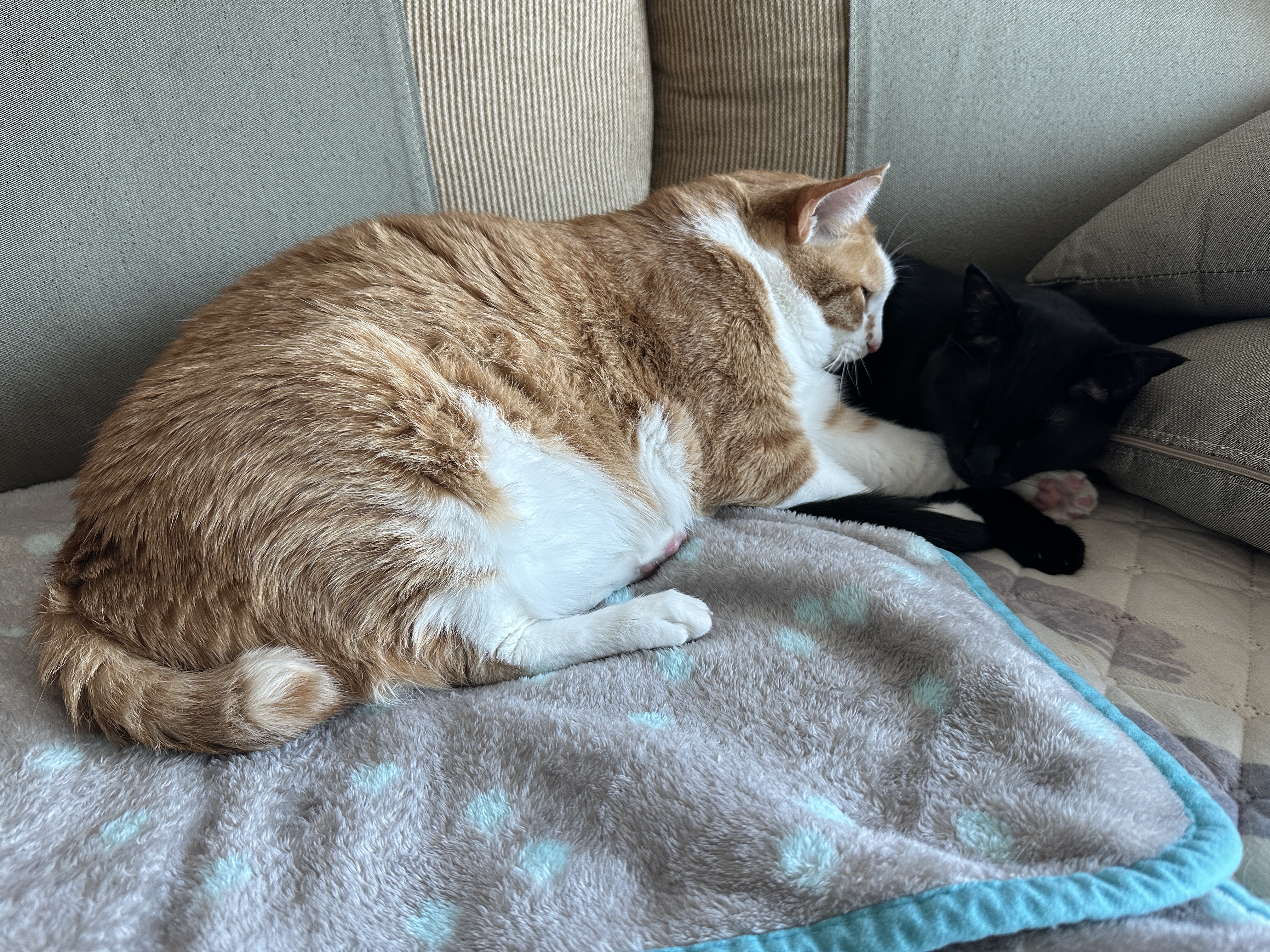 치즈냥이 호야와 올블랙 건이의 달달한 브로맨스 (feat. 달달한 호야와 딸같은 아들고양이 건이)