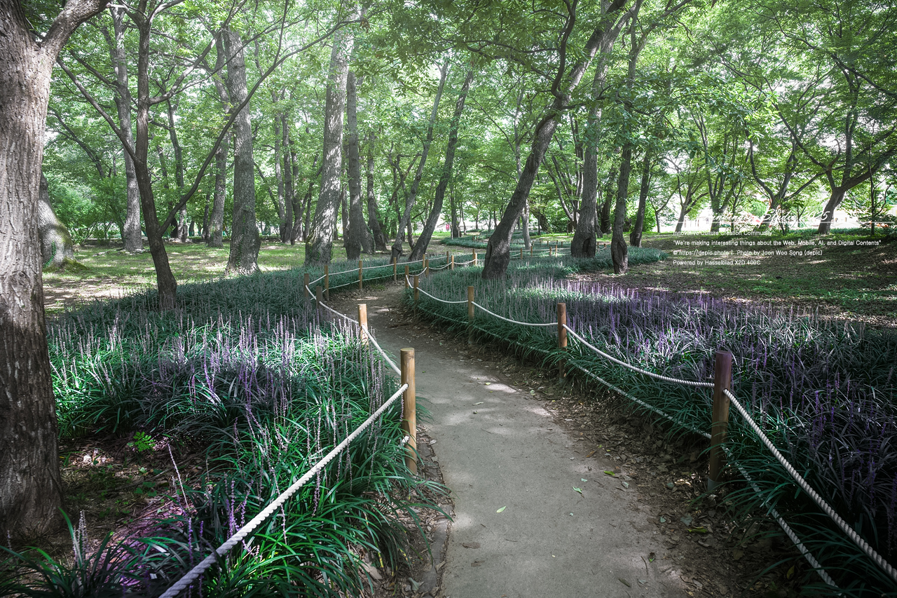 #영천 #숲 #맥문동 #오리장림