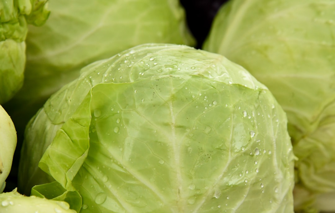 cabbage