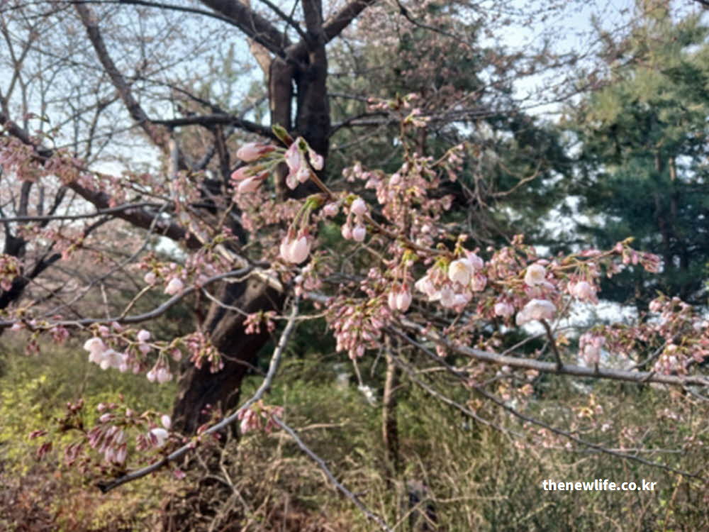 2026년 서울 벚꽃 개화 시기 안내 사진