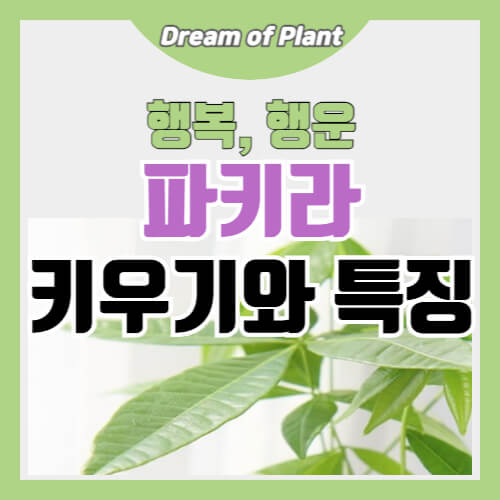 파키라 키우기와 관리팁 썸네일 이미지