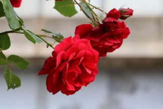 에버랜드 장미축제 2025