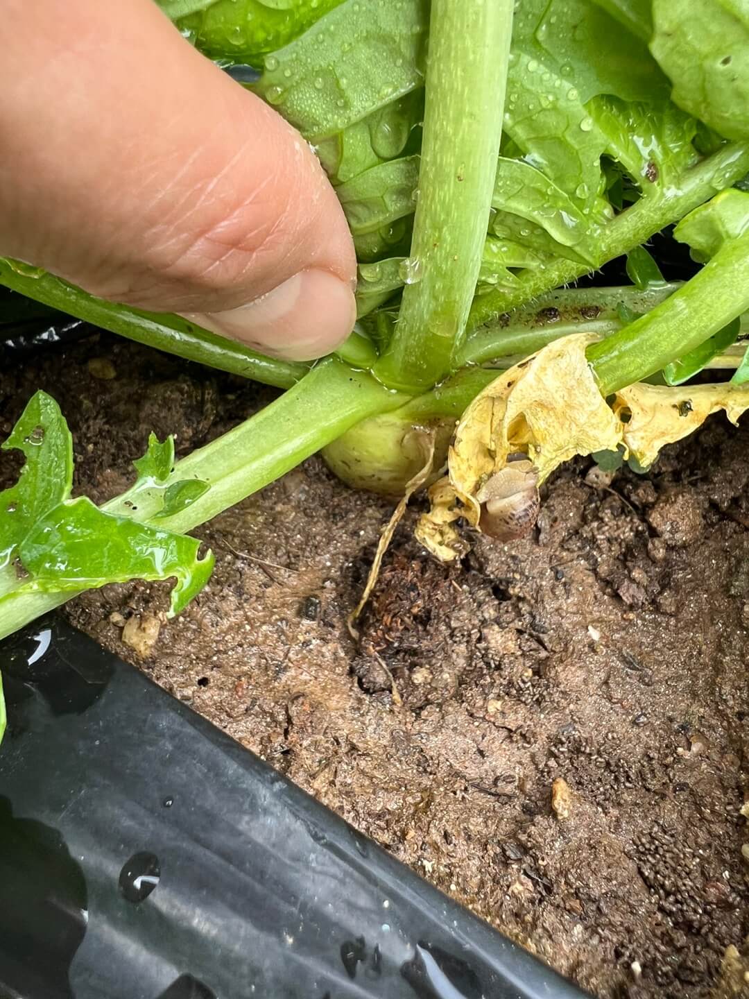 파종 10주된 당근