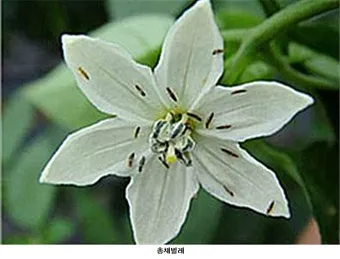 텃밭 해충 대처 진딧물 총채벌레 응애 노린재 방제_23