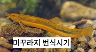 미꾸라지 번식시기는 초여름이다