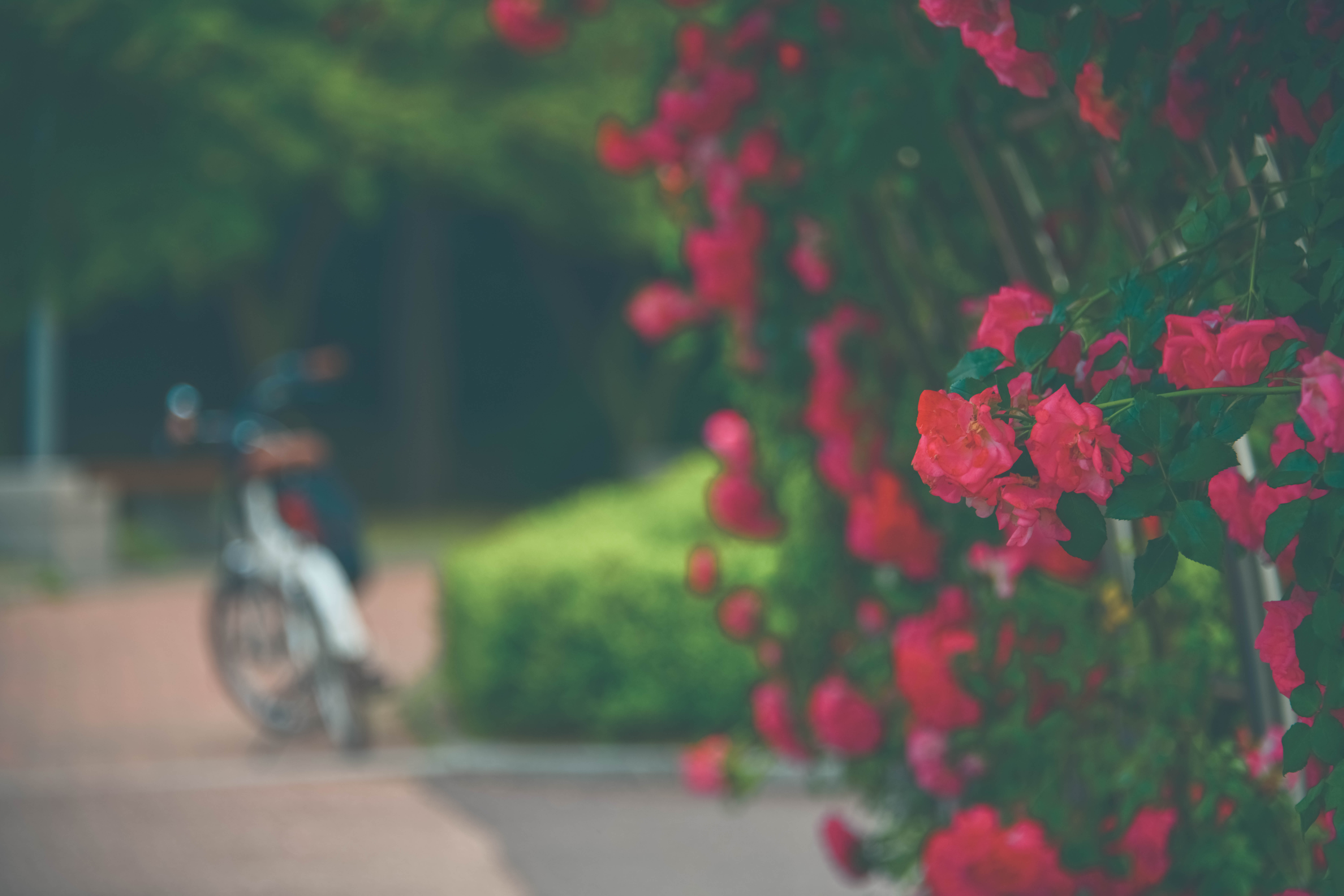 인천대공원 장미원