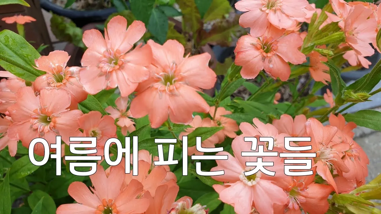 여름꽃 종류 모음 여름 꽃나무 추천 12가지 정리_8