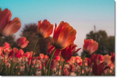 태안 세계튤립 축제 가는길 입장료 개화율