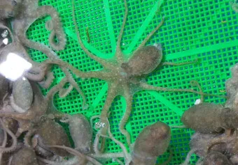 6월 낙지 금어기 정확한 시작일과 끝나는 날 지역별 상세 기준 정리_23