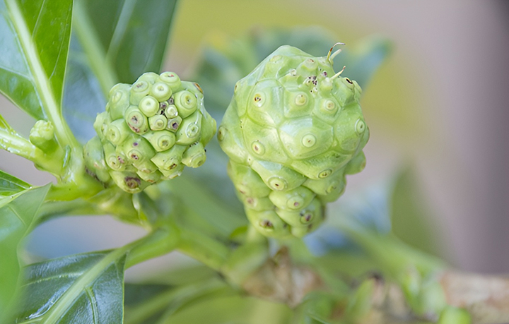 야생에서-지라는-노니