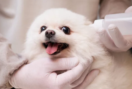 포메라니안/출처:어도비스톡