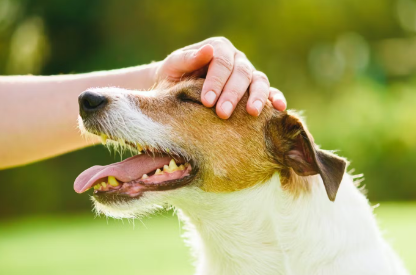 쓰다듬어지고 있는 개.