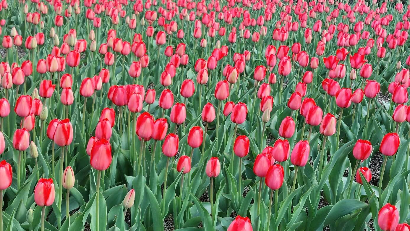 대아수목원 튤립