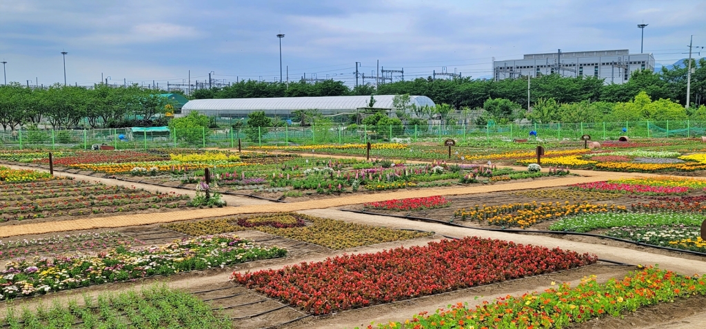 수성구 '천을산 꽃 농장' 개장