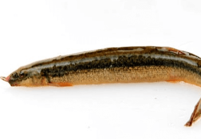 미꾸라지 꿈해몽