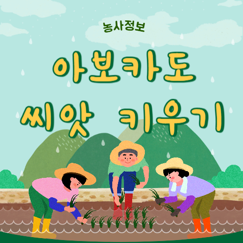 아보카도 씨앗 키우기