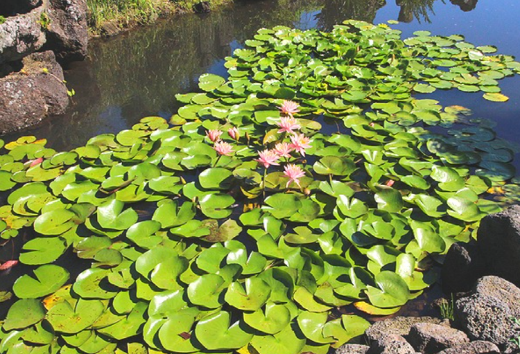 제주 송당동화마을