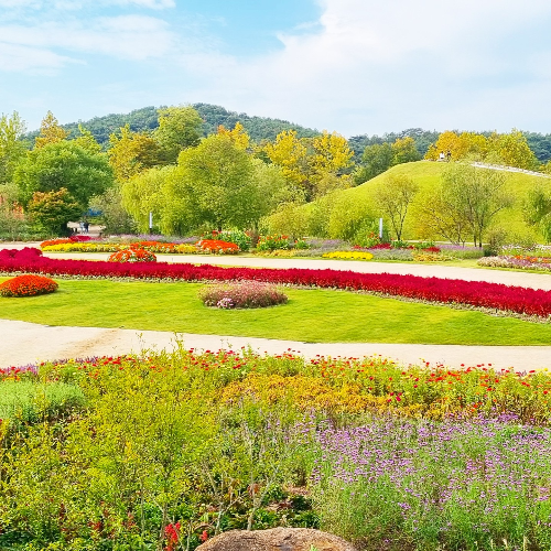순천만 갈대축제