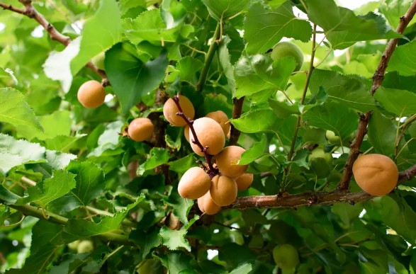 [식물키우기] 살구나무 키우기 관리법 - 물주기, 햇빛, 온도, 습도, 흙(토양), 비료