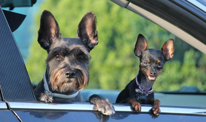 강아지들이 타고 있는 자동차 이미지