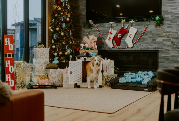 애견카페 관련 사진