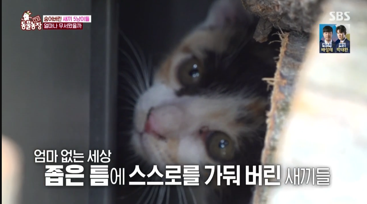 동물농장