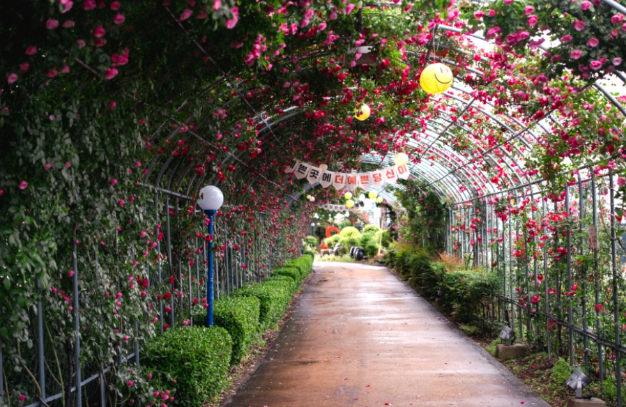 순천 풍덕동 장미터널 장미