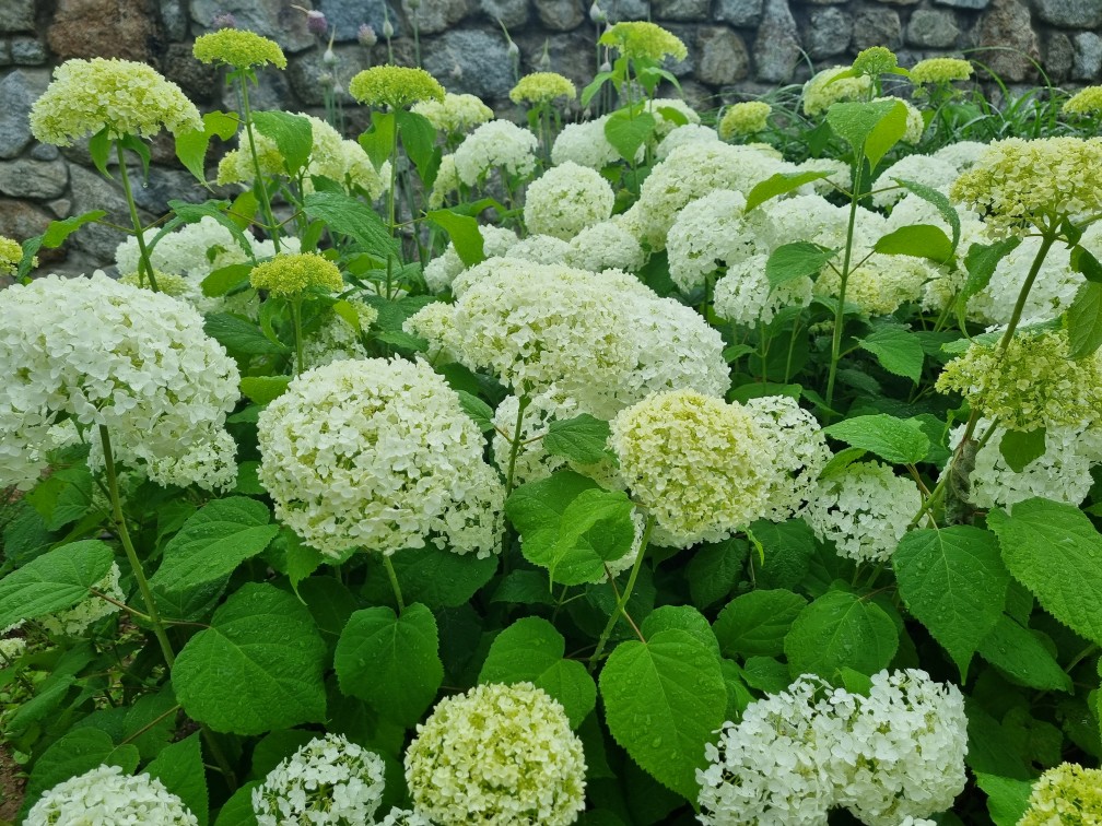 2024 아침고요수목원 수국 축제: 입장권 예매, 주변 할인 정보 보기