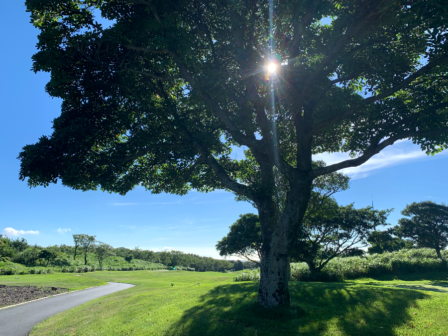 엘리시안 제주 CC 무더위를 피하게 해주는 나무
