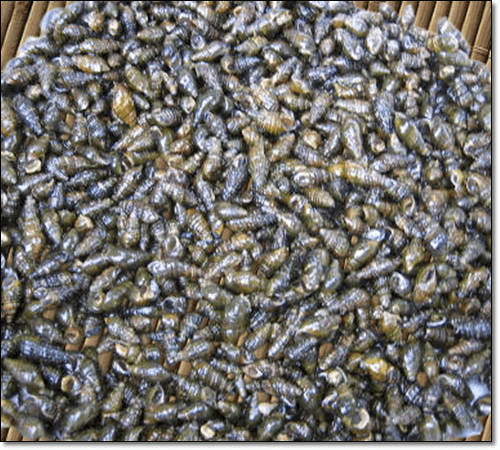 다슬기즙 먹는법